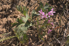 Pelargonium pillansii