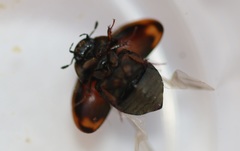 Sphaeridium bipustulatum