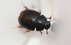 Sphaeridium bipustulatum