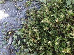 Polygonum paronychia