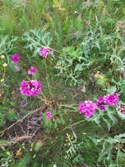 Dianthus pontederae