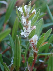 Polygonum paronychia