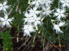 Dianthus acicularis