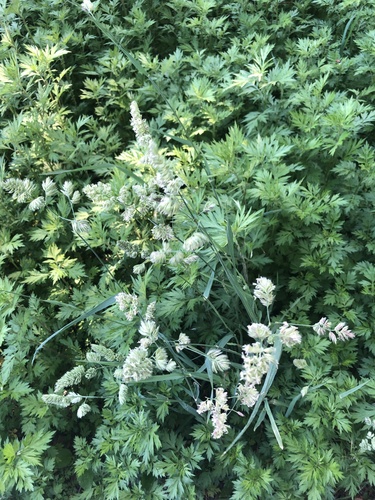 photo of Orchard Grass (Dactylis glomerata)