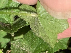 Hydrocotyle bowlesioides