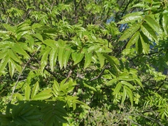 Sorbus sambucifolia