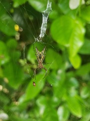 Micrathena pichincha