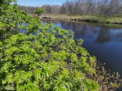 Sorbus sambucifolia