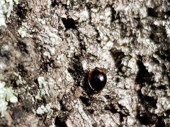 Exochomus marginipennis