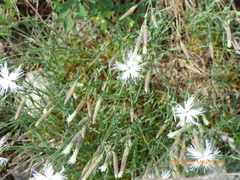 Dianthus acicularis
