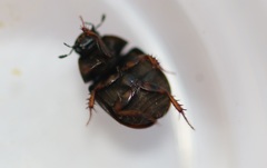 Sphaeridium bipustulatum