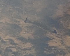 Ameiurus nebulosus