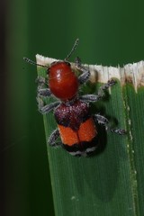 Enoclerus ichneumoneus