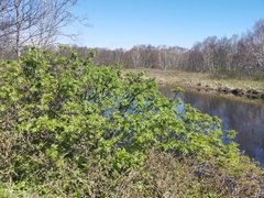 Sorbus sambucifolia