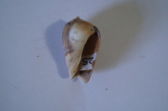 Olivancillaria urceus