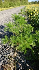 Tripleurospermum inodorum