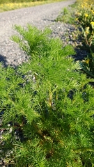 Tripleurospermum inodorum