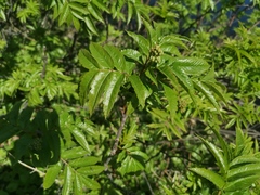 Sorbus sambucifolia