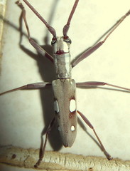 Olenecamptus olenus