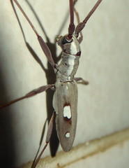 Olenecamptus olenus