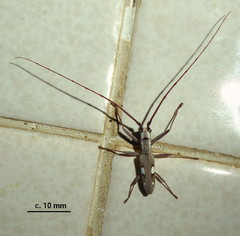 Olenecamptus olenus