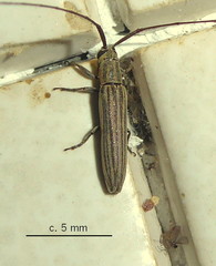 Hyllisia persimilis