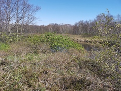 Sorbus sambucifolia