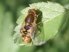 Parhelophilus obsoletus