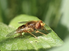 Parhelophilus obsoletus