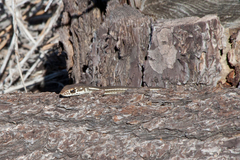 Masticophis lateralis