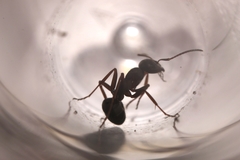 Formica lemani
