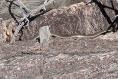 Masticophis lateralis