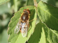 Parhelophilus obsoletus