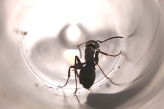 Formica lemani