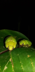 Pelidnota prasina