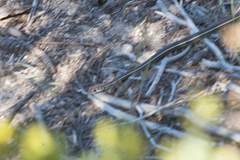 Masticophis lateralis