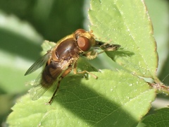 Parhelophilus obsoletus