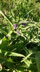 Symphytum officinale