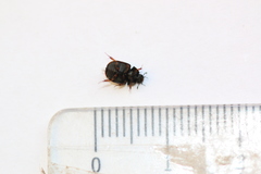 Sphaeridium bipustulatum