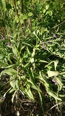 Symphytum officinale