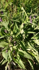 Symphytum officinale