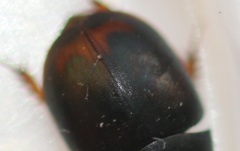 Sphaeridium bipustulatum