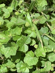 Hydrocotyle bowlesioides