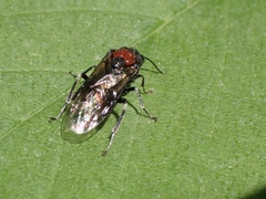 Eriocampa