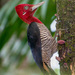 Robust Woodpecker - Photo (c) Cláudio Dias Timm, some rights reserved (CC BY-NC-SA)