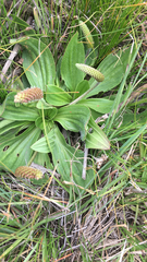 Plantago media