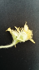 Tephroseris palustris