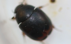 Sphaeridium bipustulatum