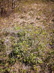 Lonicera caerulea edulis