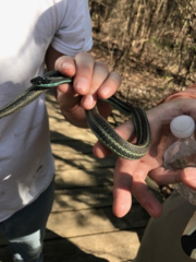 Thamnophis proximus proximus